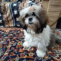 سگ شیتزو فلت|سگ|نیشابور, فخریه|دیوار