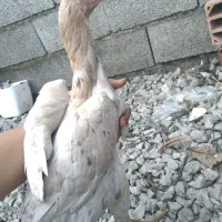 سه عدد لاری نژاد دار|حیوانات مزرعه|چالوس, |دیوار