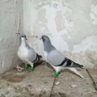 کبوتر کفتر طوقی و امری سبز