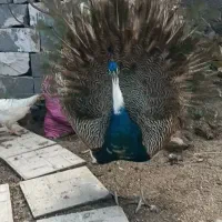 طاووس نر 4ساله