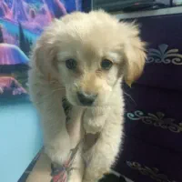 طوله اشپیتز پامر|سگ|ملارد, |دیوار