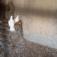 کبوتر قره سوری سفید