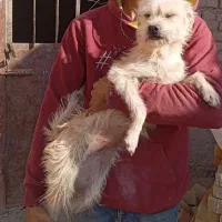 سگ پاکوتاه|سگ|سبزوار, قاضی زاد|دیوار