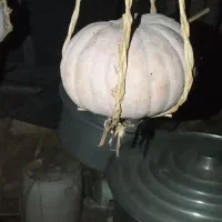 کدو کامل شیرین وارگانیک|خوردنی و آشامیدنی|رشت, آزادگان|دیوار