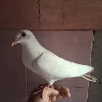 جوجه دم زرد عتیقه