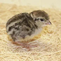جوجه یکروزه بلدرچین