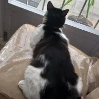 گربه پرشین گمشده