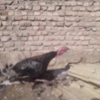 بوقلمون|حیوانات مزرعه|چناران, |دیوار