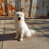 امریکن پیت بول ماده نزدیک فحل یا معاوضه...|سگ|شیراز, شاپورجان|دیوار