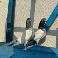 کبوتر پرشی|پرنده|ماسال, |دیوار