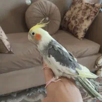 عروس هلندی نر|پرنده|مشهد, جاهد شهر|دیوار