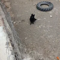 سگ ژرمن اصل بلک ماده|سگ|سبزوار, شرق کال شمالی|دیوار