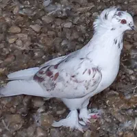 حراج تعدادی کبوتر کشتنی