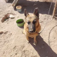 سگ ژرمن بسیار هوشیار و زبون فهم