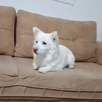 سگ پامر به قیمت|سگ|کرمانشاه, |دیوار