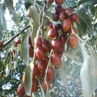 سنجد تازه امسال نرم و رسیده|خوردنی و آشامیدنی|خوی, |دیوار