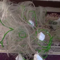 تور ماهیگیری