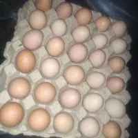 تخم مرغ محلی ارگانیک تضمینی