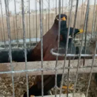 جفت مرغ مینا