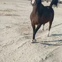 فروش اسب سر ودم گیر با اصالت شجره دار|اسب و تجهیزات اسبسواری|مرودشت, تخت جمشید|دیوار