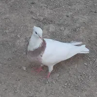کبوتر طوقی|پرنده|شادگان, |دیوار