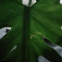 سبزی ریحان با آب تمیز چاه براط فروش دارم
