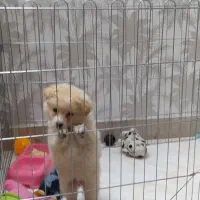 توله سگ پامر خرسی با تمام لوازم  پانزده میلیون