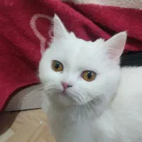 گربه پرشین حامله یک ساله شناسنامه دار