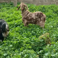 فروش‌تیشتر‌داشتی|حیوانات مزرعه|ایذه, |دیوار