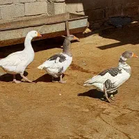 غاز‌ نر‌ وماده|حیوانات مزرعه|ماهیدشت, |دیوار