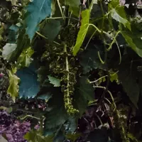 فروش باغچه درعربلوی دره|فروش زمین و ملک کلنگی|نوشین شهر, |دیوار