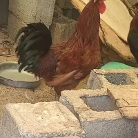 مرغ خروس کبوتر|حیوانات مزرعه|کاکی, |دیوار