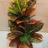 گل گیاه کروتون سانسوریا دیفن باخیا شفلرا شامادور|گل و گیاه طبیعی|قم, سنگ بند|دیوار