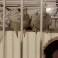 عروس هلندی سفید البینو