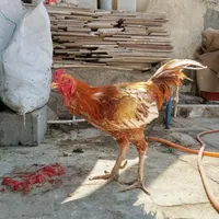 مرغ و خروس و جوجه|حیوانات مزرعه|زاهدان, |دیوار