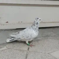 هفت رنگ|پرنده|سبزوار, هویزه|دیوار