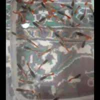 ماهی آکواریومی گوپی|ماهی|اهواز, کمپلو شمالی|دیوار