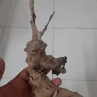 چوب آبنوس