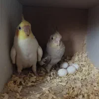 دو عدد جوجه عروس هلندی|پرنده|فردیس, شهرک شهید حسینی|دیوار