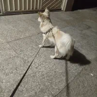 سگ پامر اشپیتز ماده ساکت|سگ|شاهینشهر, مخابرات (شهید بهشتی)|دیوار