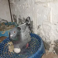 کفتر|پرنده|تایباد, |دیوار