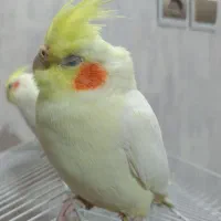 عروس ماده اماده جفتگیری|پرنده|پیر بکران, |دیوار