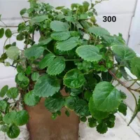 فروش انواع گل و گیاه طبیعی