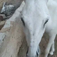 حوالی قروه درگزین گمشده