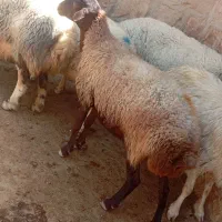 گوسفند