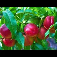 ۳۰۰ متر باغچه مرکبات بهترین لوکیشن منطقه|فروش زمین و ملک کلنگی|قائم‌شهر, |دیوار
