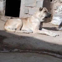 سگ عراقی ۱۸ ماهه|سگ|تبریز, |دیوار