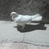 مرغ عشق|پرنده|شاهرود, |دیوار