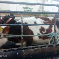 ۱۳000000|حیوانات مزرعه|بم, |دیوار