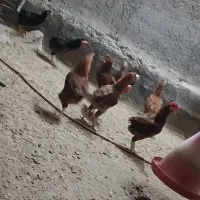 خروس محلی|حیوانات مزرعه|باغ حلی, |دیوار